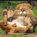 Bifogad bild