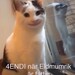Bifogad bild